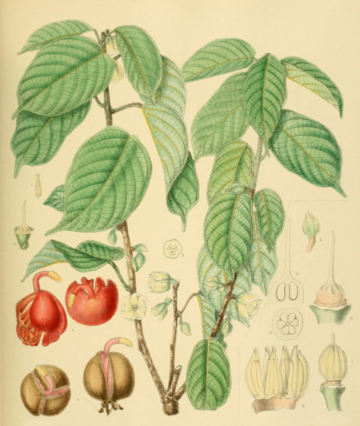 Stemonoporus affinis