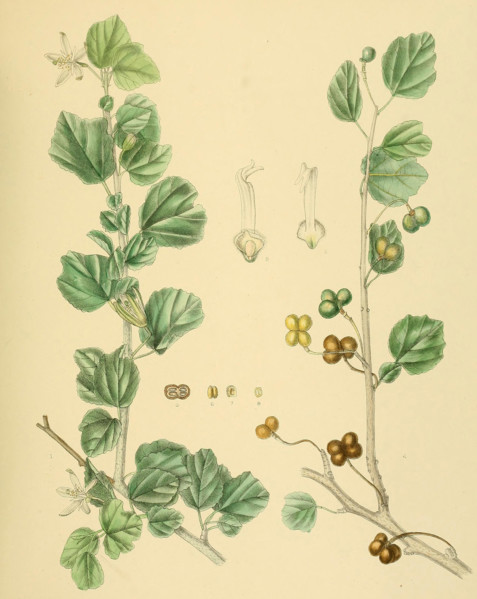 Grewia populifolia