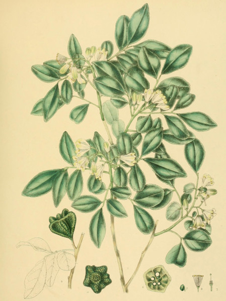 Murraya gleniei
