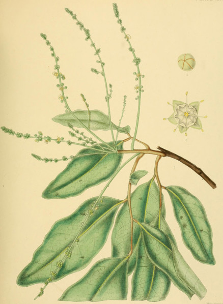Gleniea zeylanica