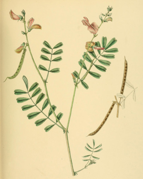 Tephrosia maxima