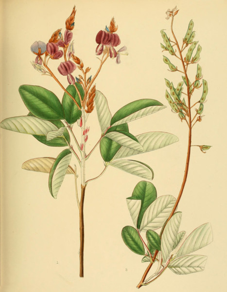 Desmodium jucundum