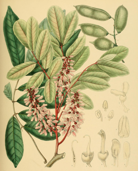 Derris oblonga