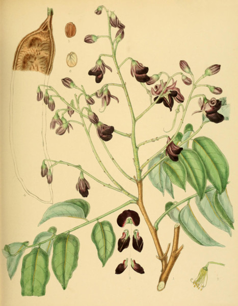 Pericopsis mooniana