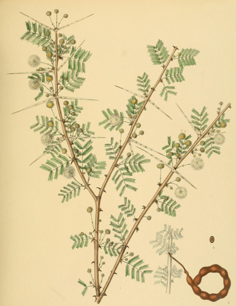 native to Southeast Asia