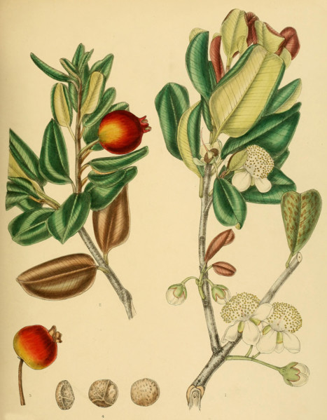 native to Southeast Asia
