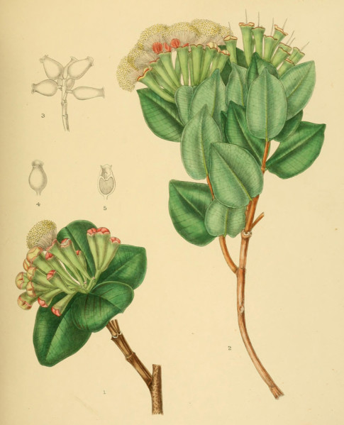 native to Southeast Asia