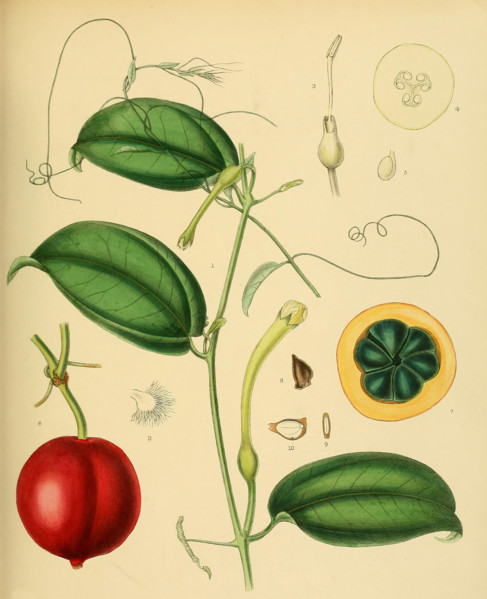 native to Southeast Asia