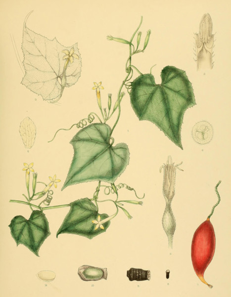 native to Southeast Asia