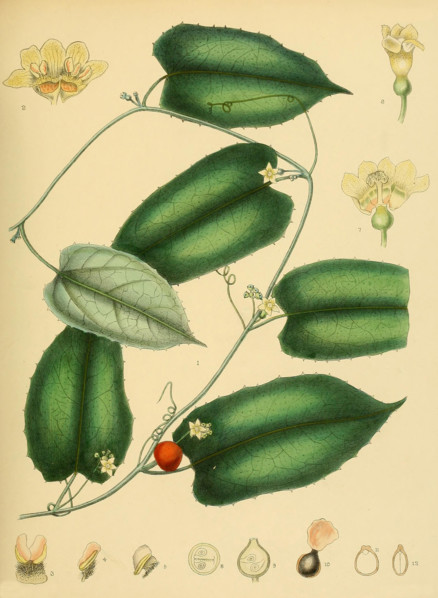 Cerasiocarpum zeylanicum