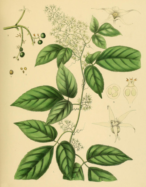 Gynostemma pedata