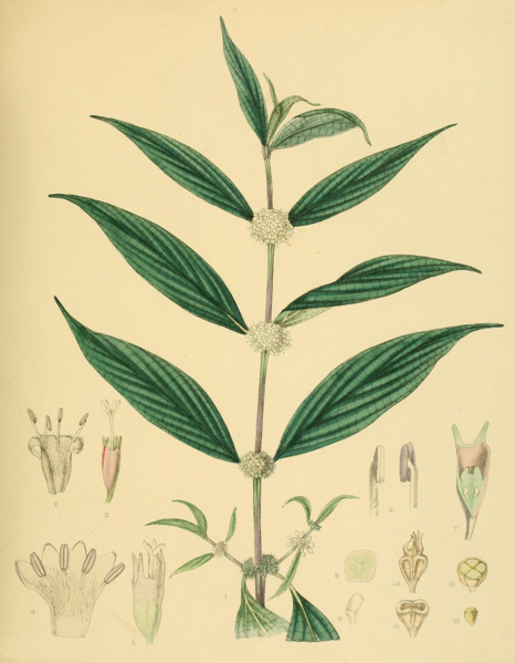 Allaeophania decipiens