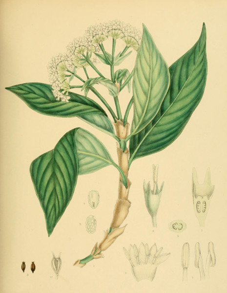Hedyotis lessertiana