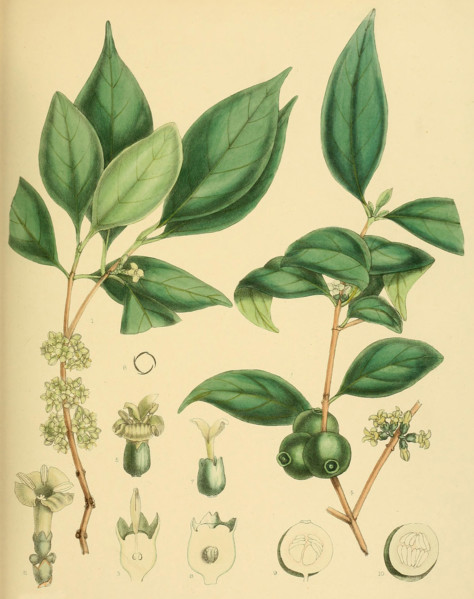 Diplospora dalzellii
