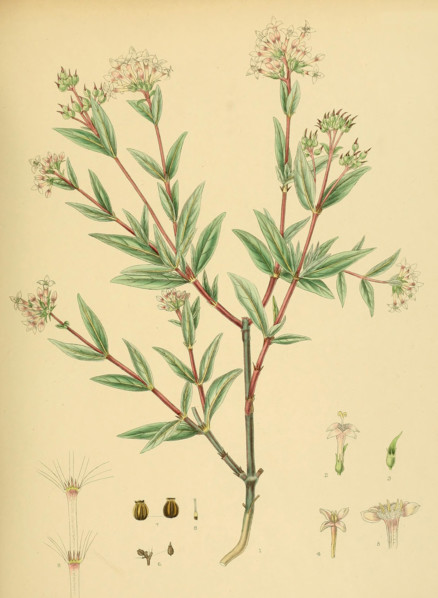 Knoxia platycarpa