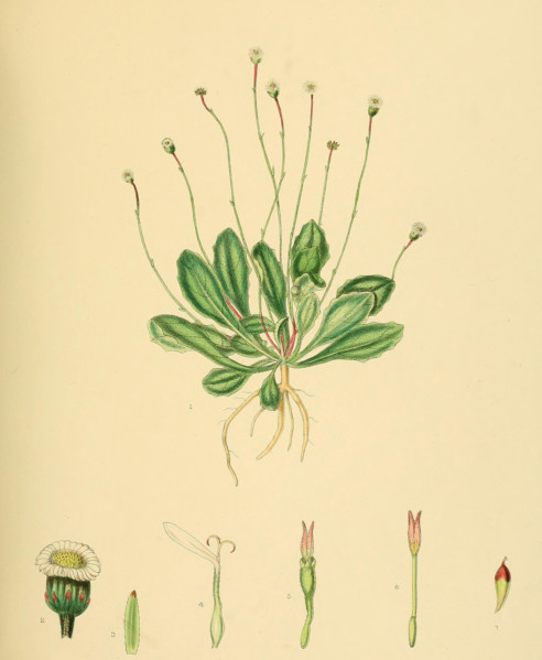 Lagenophora billardieri