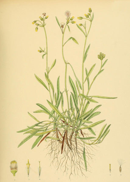 Blumea angustifolia