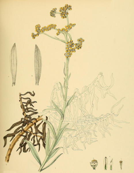 Anaphalis pelliculata