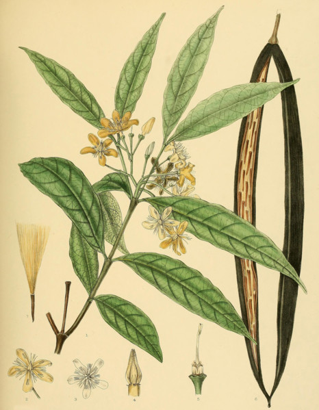 Wrightia flavido-rosea