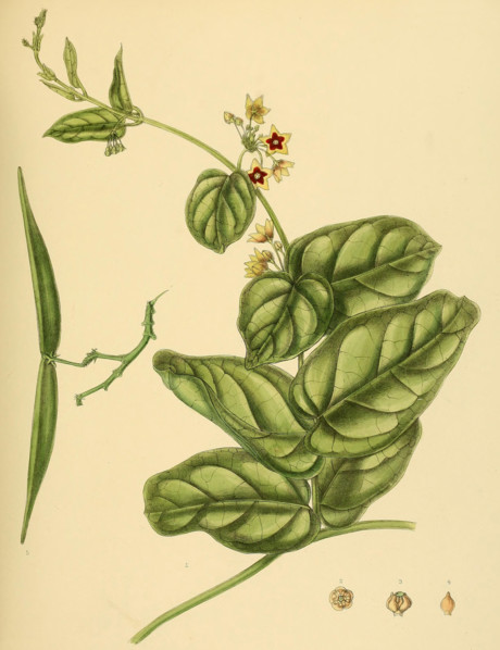 Tylophora flava