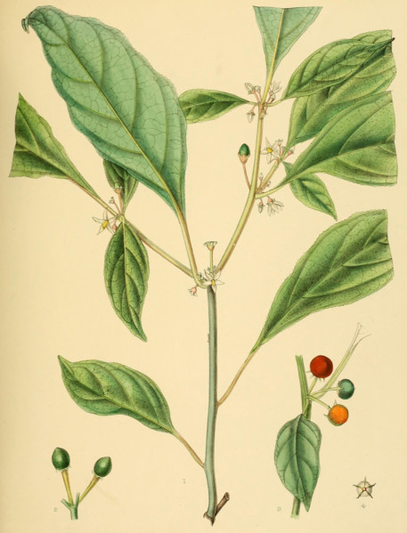 Solanum laeve