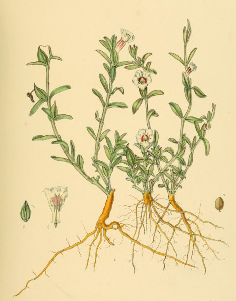 Centranthera procumbens
