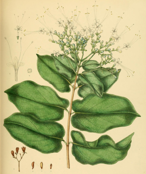 Glossocarya scandens