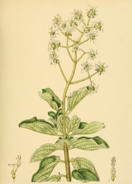 Anisochilus paniculatus