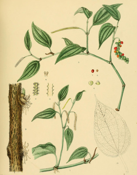 Piper thwaitesii