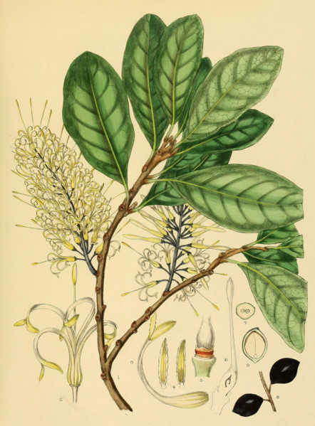 Helicia zeylanica