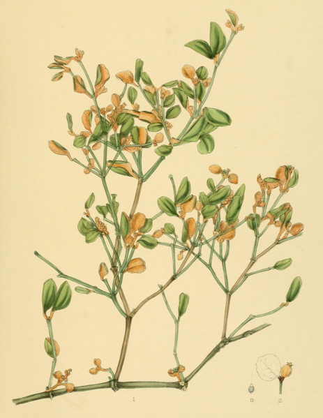 Notothixos floccosus