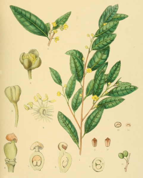Hemicyclia gardneri