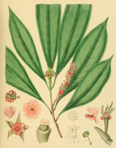 Trigonostemon diplopetalus