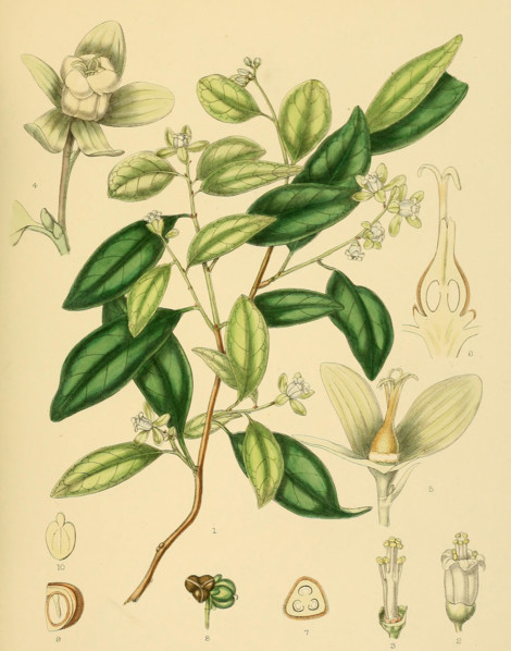 Dimorphocalyx glabellus