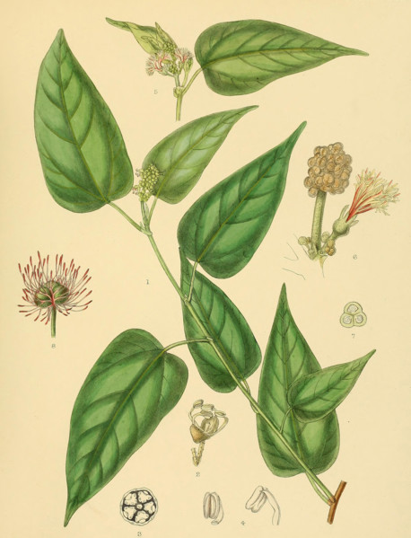 Adenochlaena zeylanica