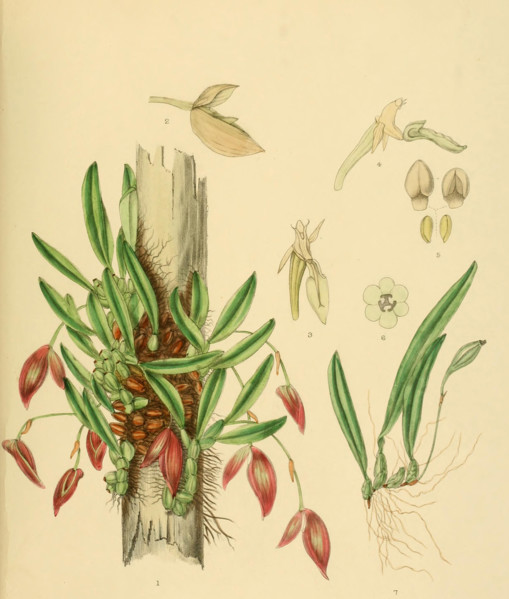 Bolbophyllum elegans