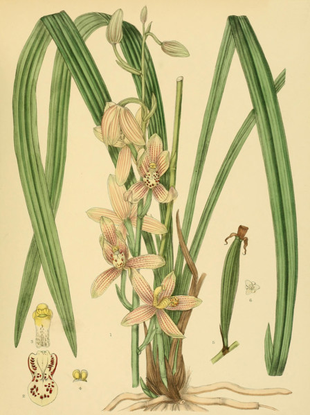 Cymbidium ensifolium