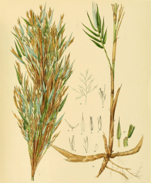 Arundinaria densifolia