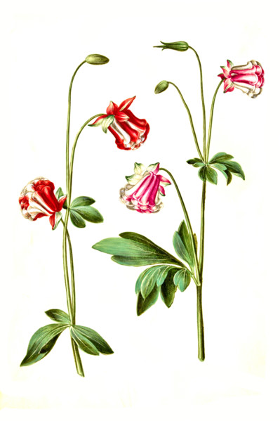 Common Columbine or Common Aquilegia