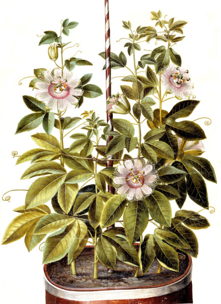 Passion flower