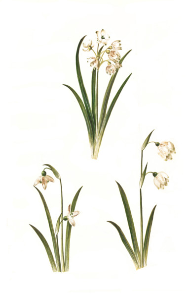 Summer snowflake