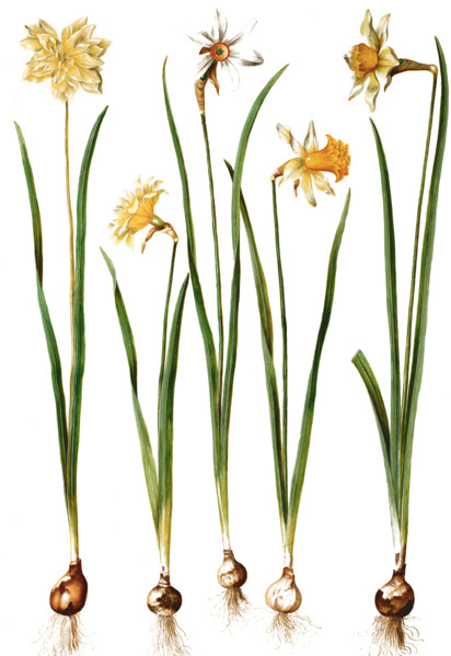 Yellow daffodil