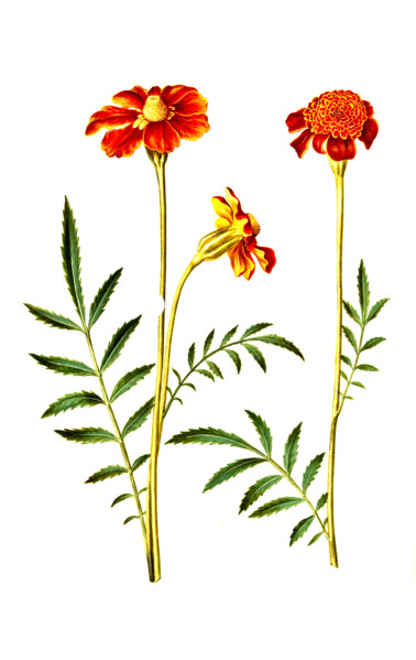 Marigold