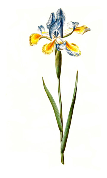 Spanish iris or Spanish iris