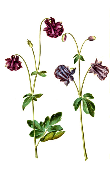 Common Columbine or Common Aquilegia