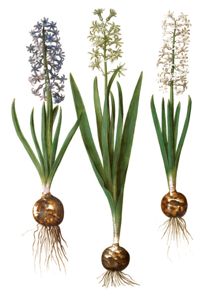 Garden Hyacinth Hyacinthus orientalis