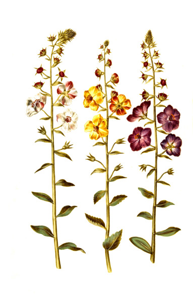 Cockroach Mullein