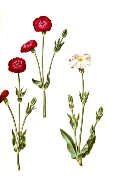 Crowned Campion