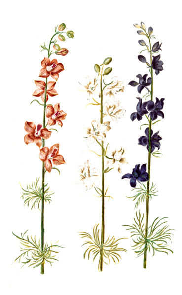 Garden Larkspur Consolida ajacis
