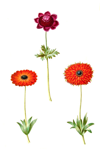 Crown anemone